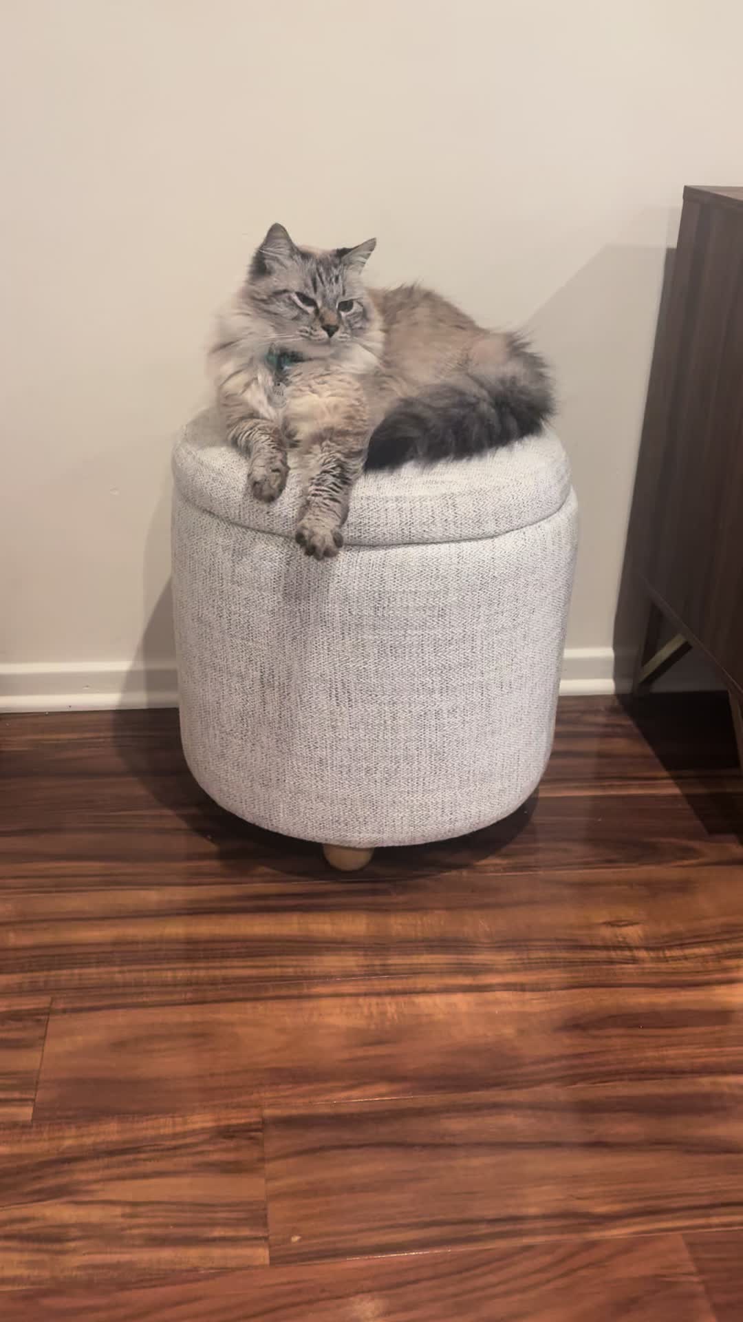 @Brock Meowsnar