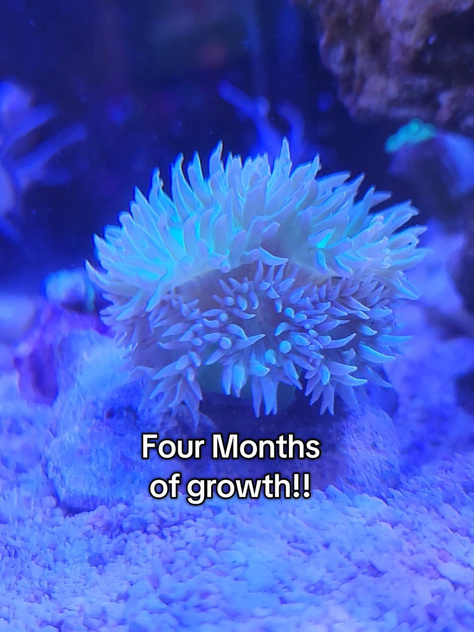 @Mike's Reef Tank