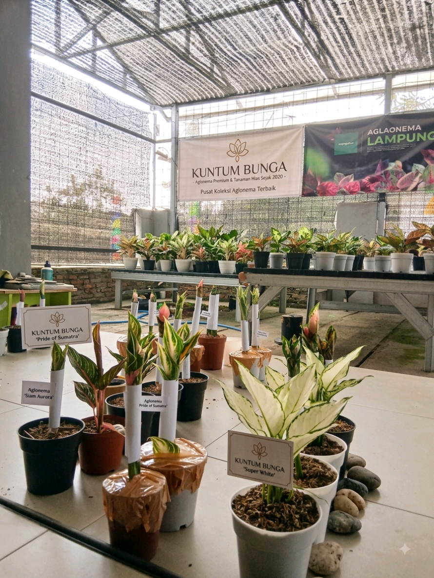 @Kuntum_Bunga