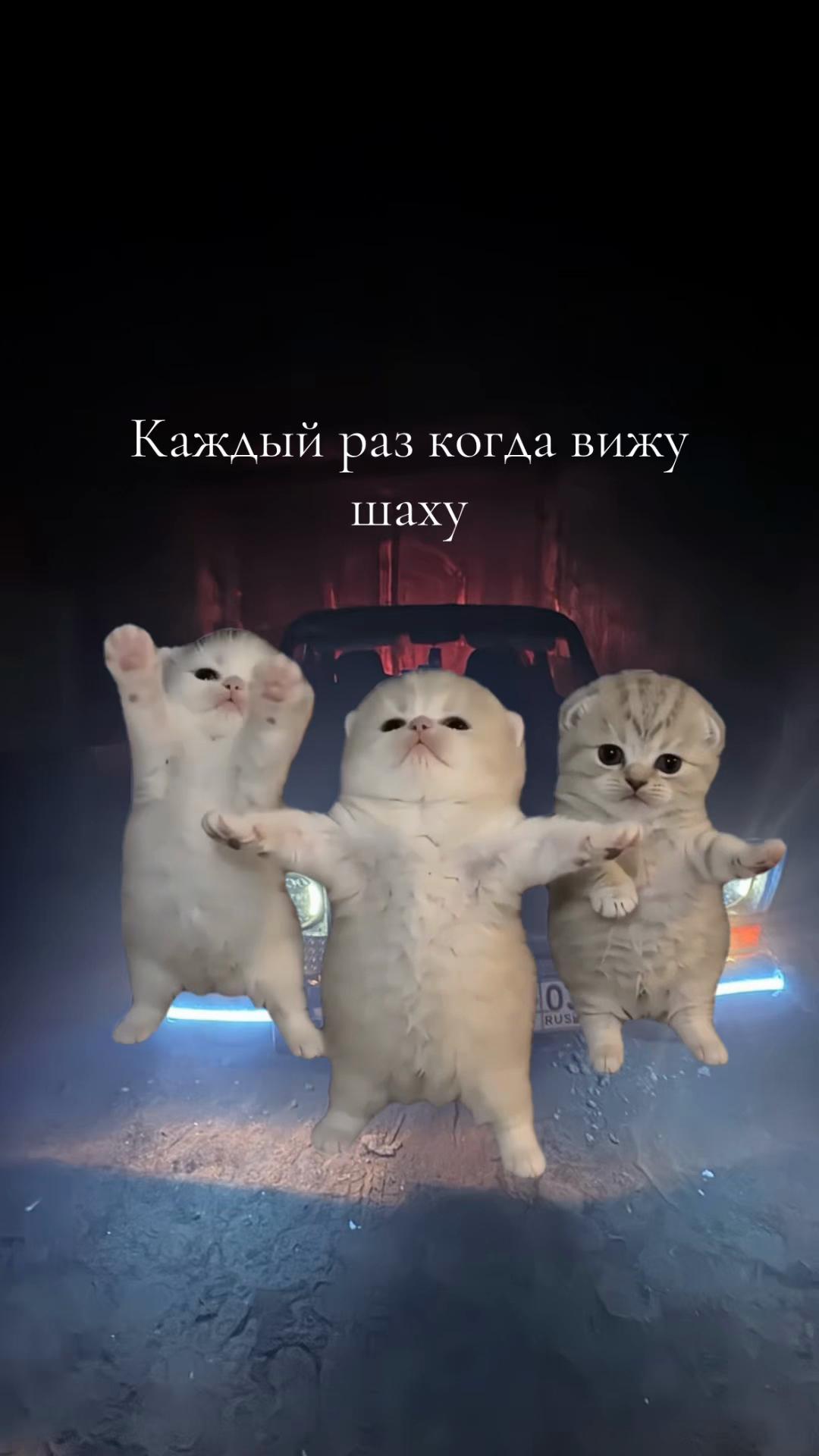 @Александр Алемасов🥷