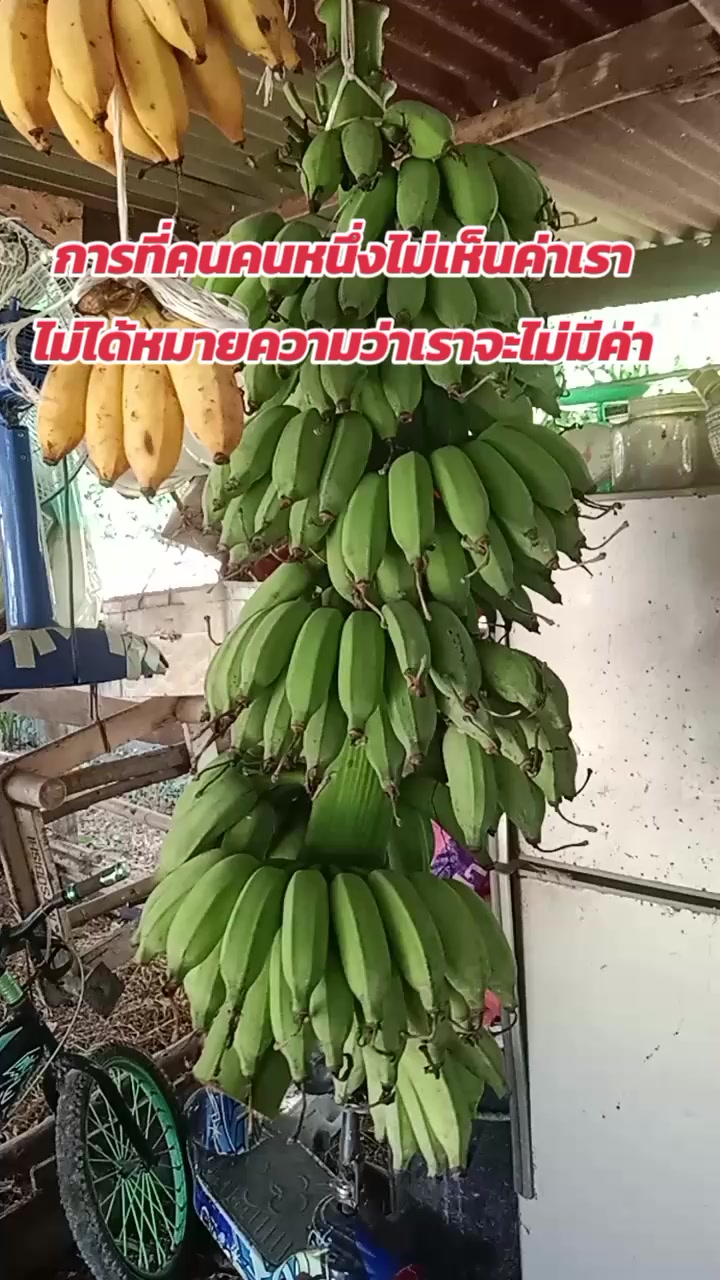 @ตาอ้วนขายดี