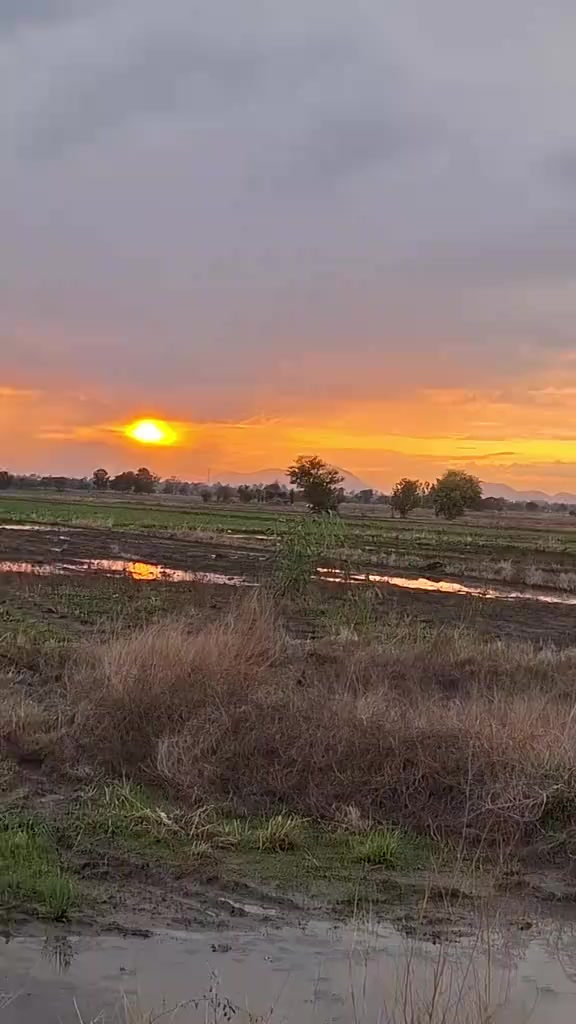 @เพชรมณีเจ้าหมาขายดี