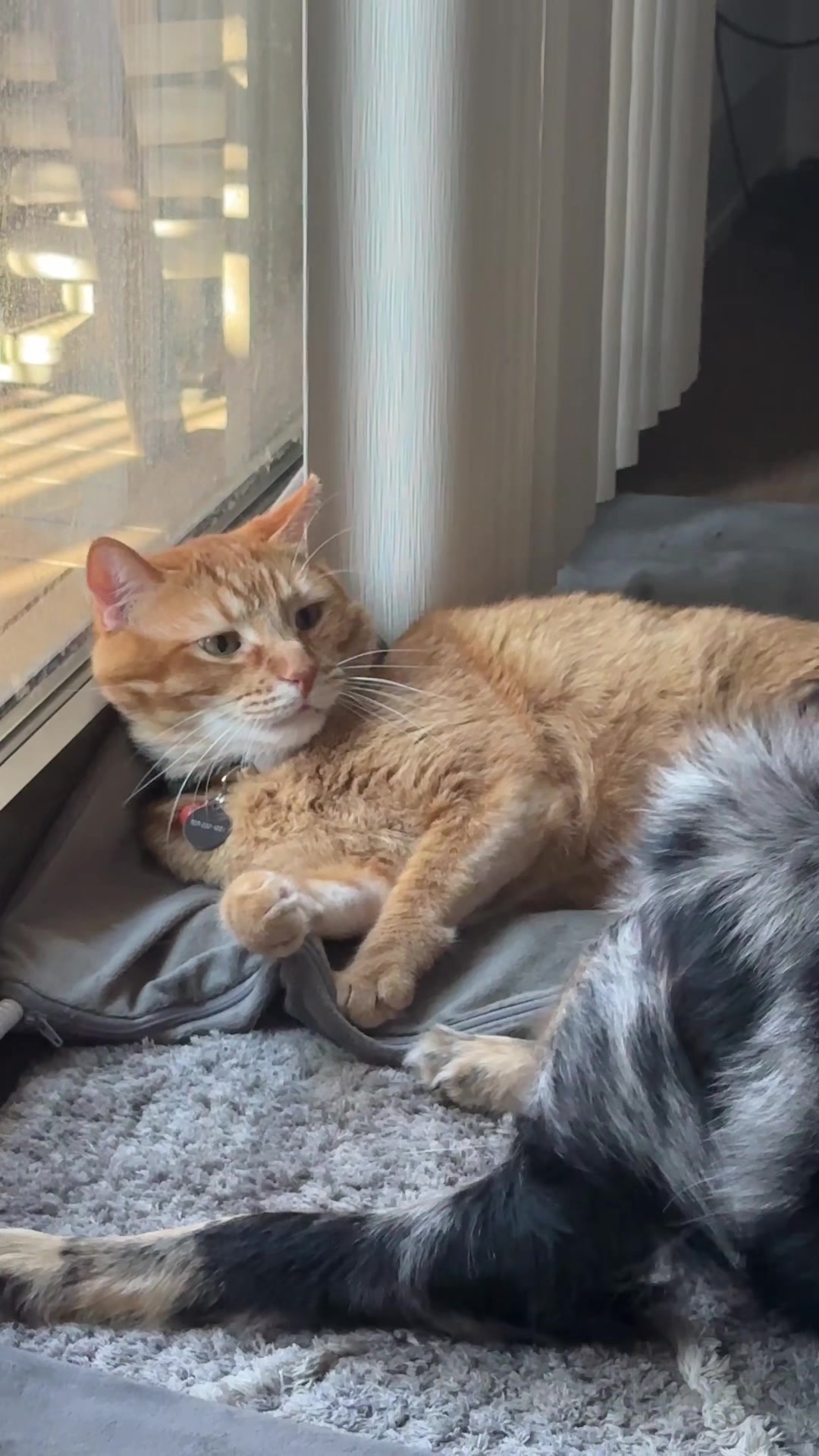 @OBtoebeans&Luna