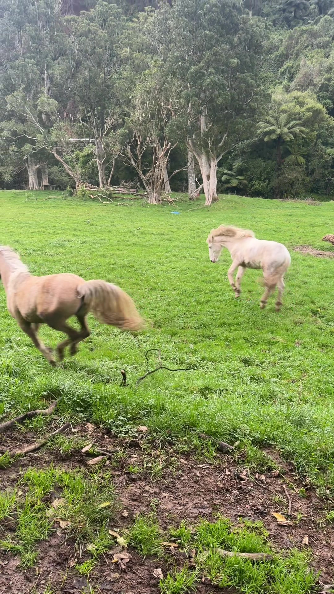 @Savanah_equestrian