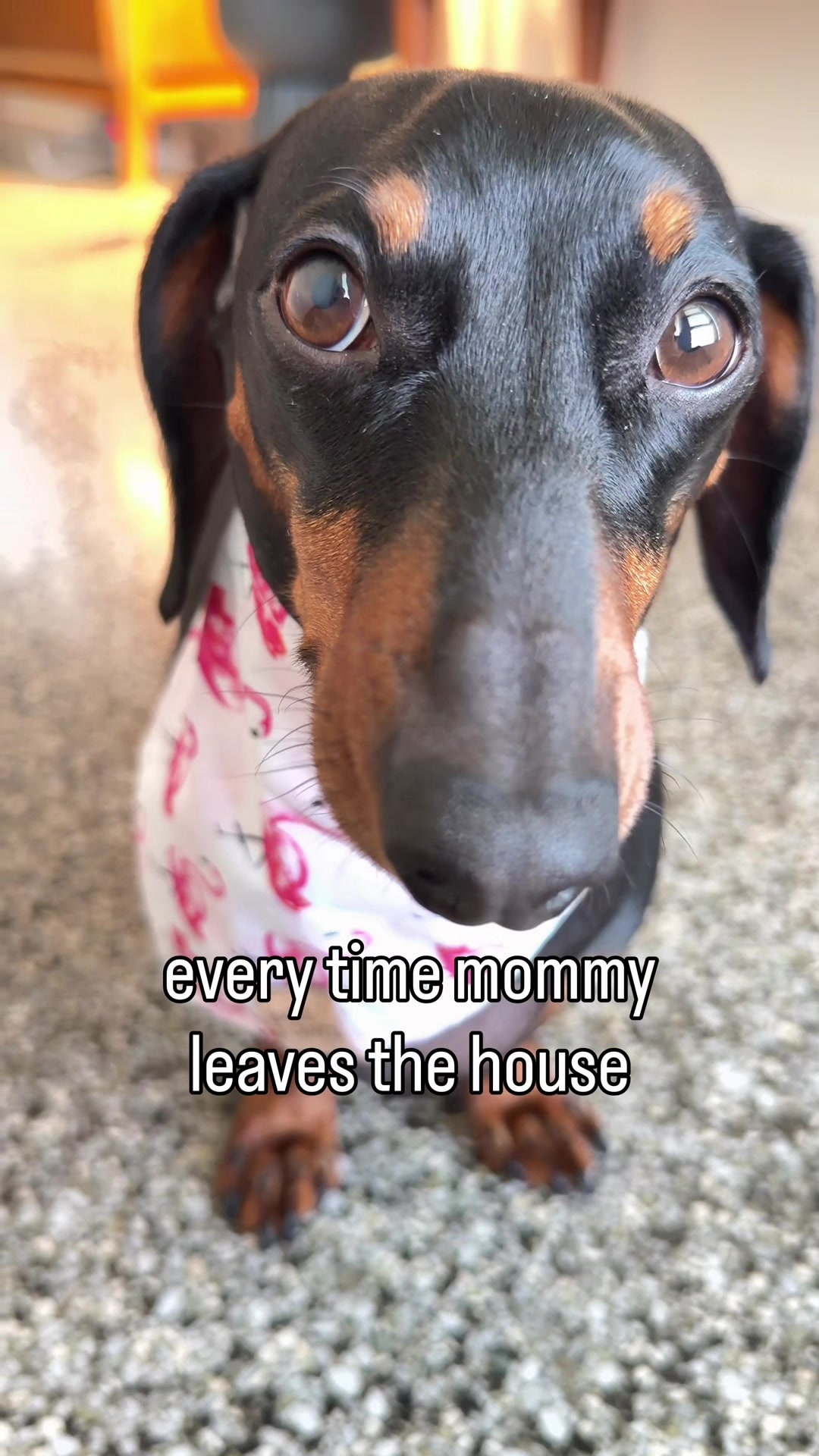 @Penny the Dachshund
