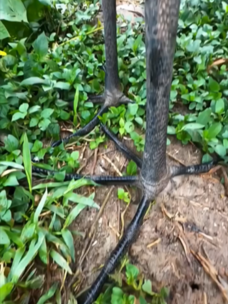@streamscoop05 | Viral Reels