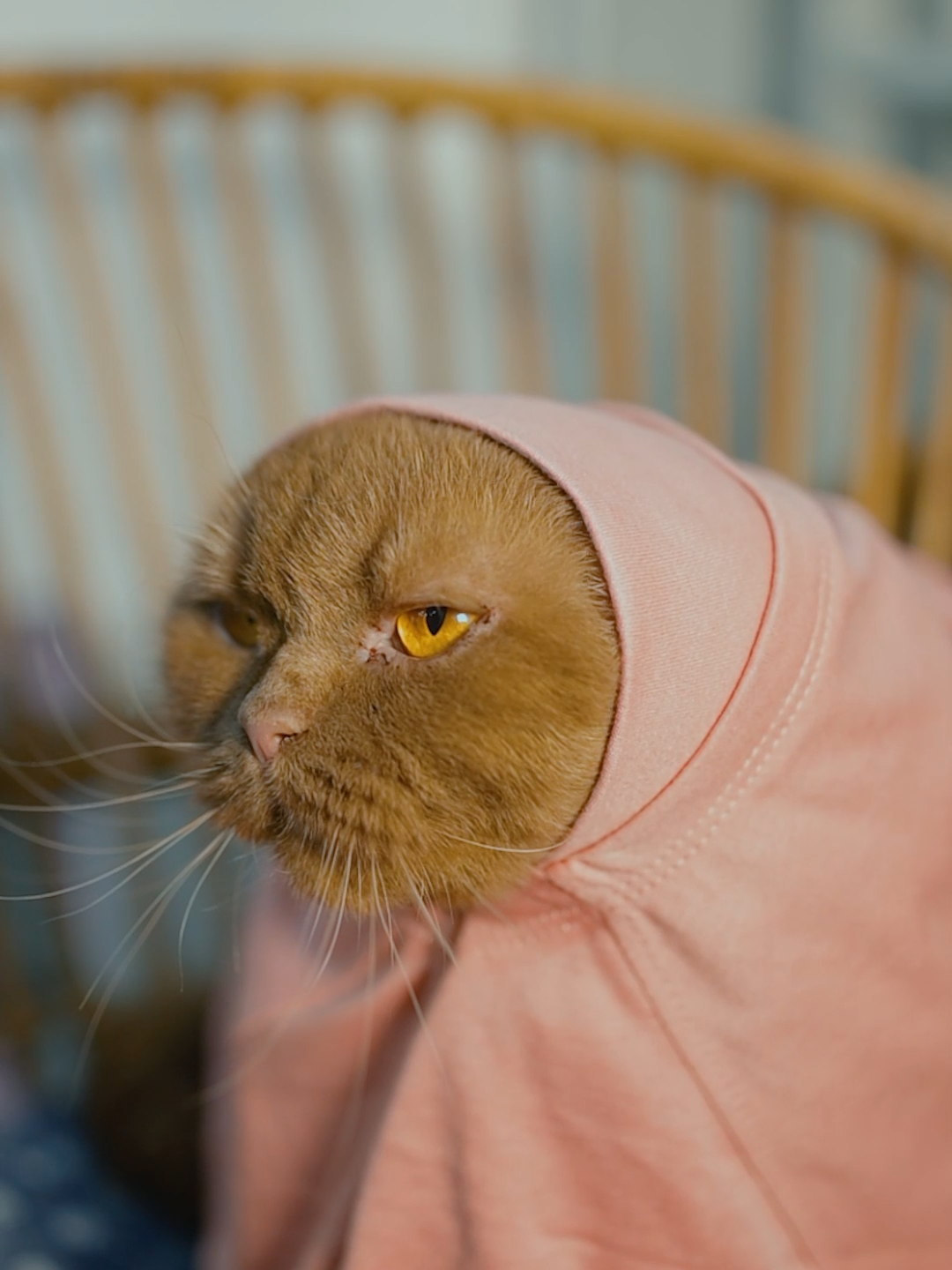 @dutchthebritishcat