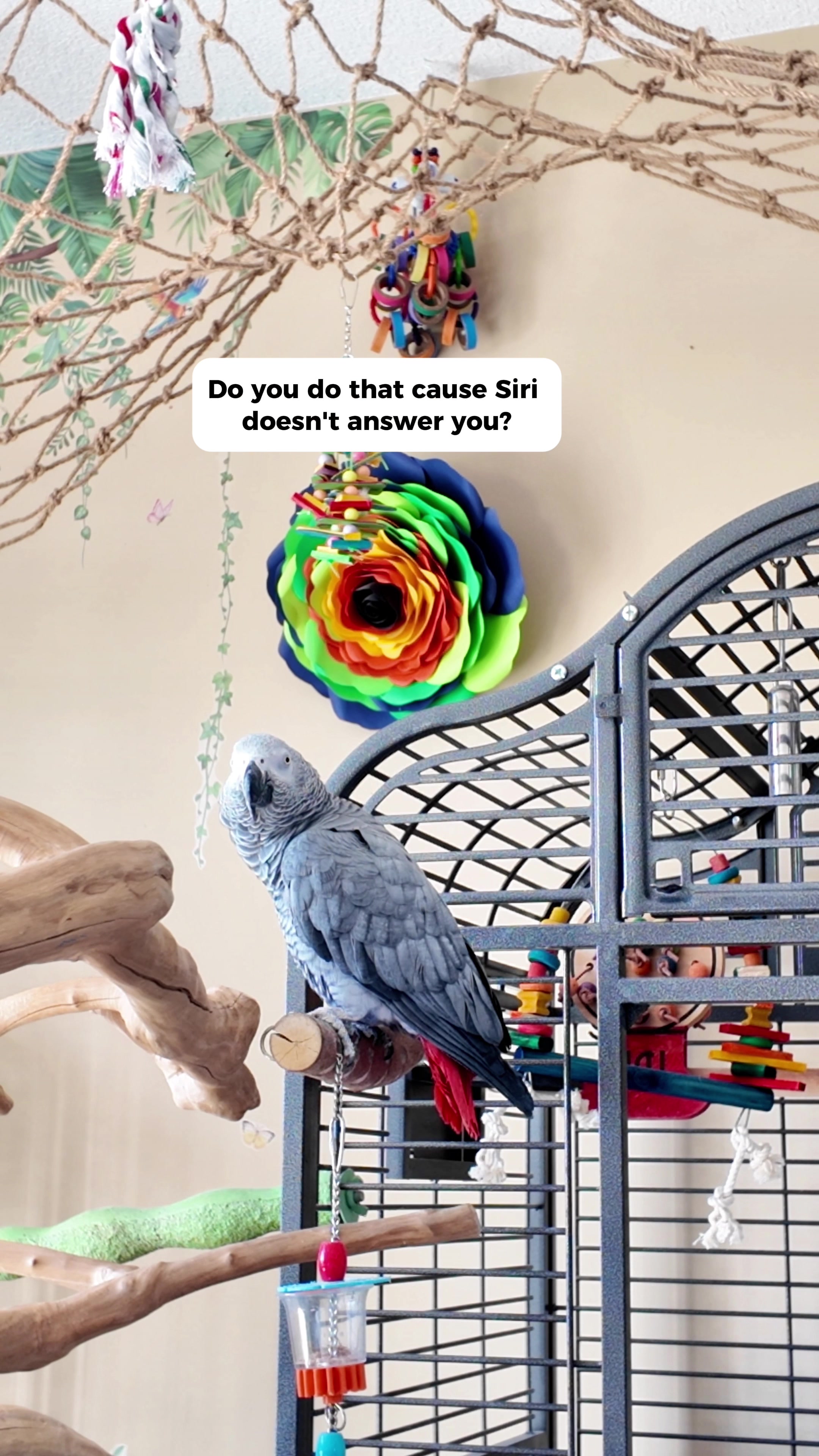 @Gizmo The Grey Bird