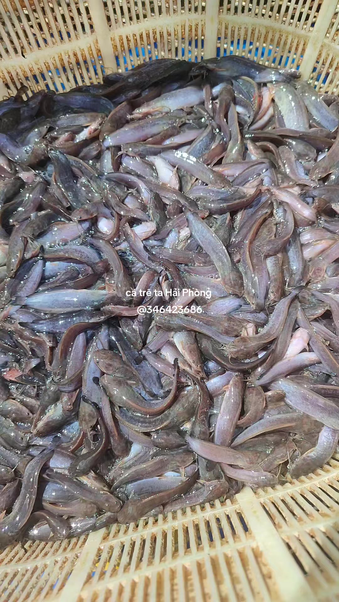 @Cá Chuối Hoa