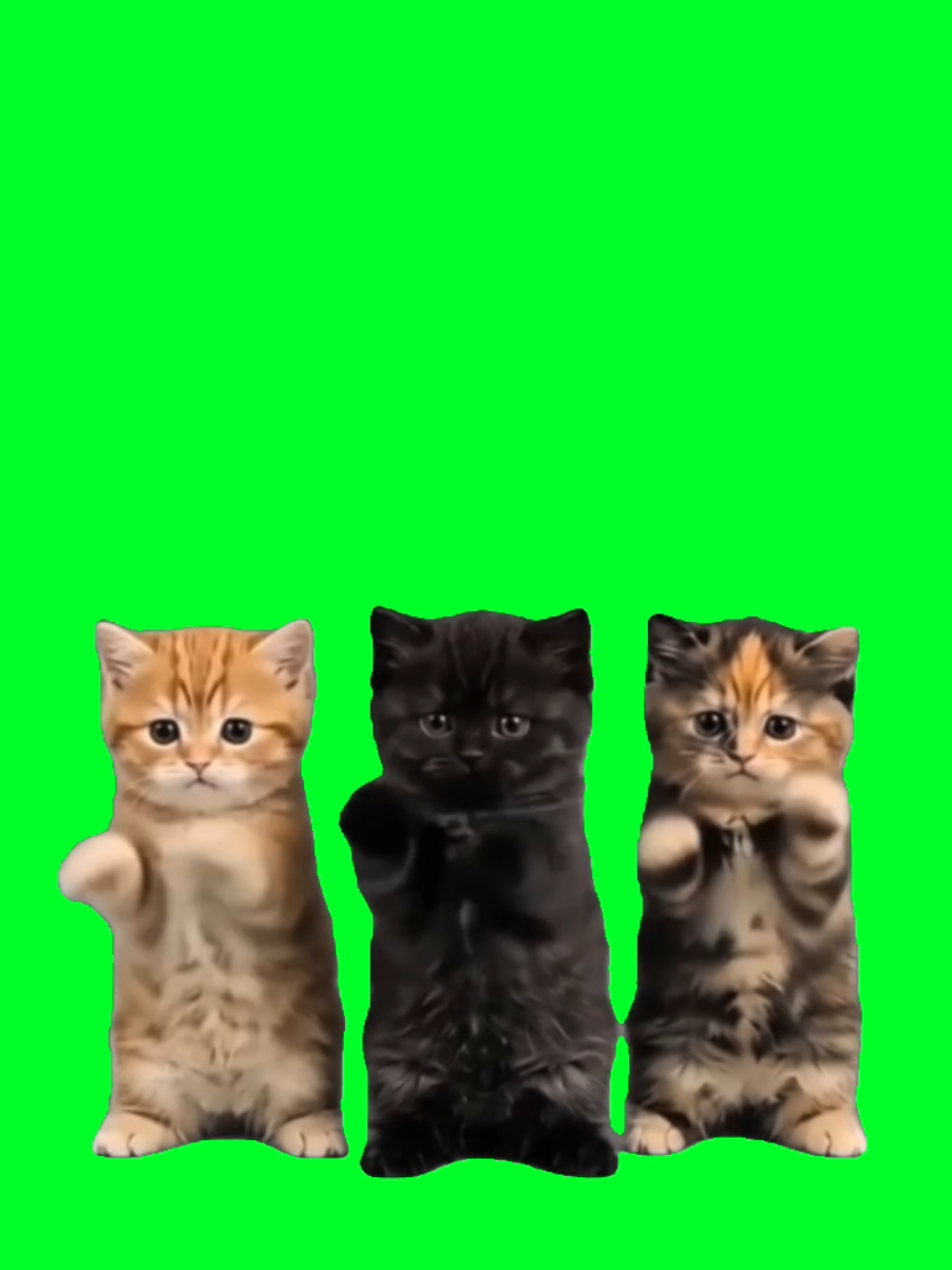 @TikTok Template