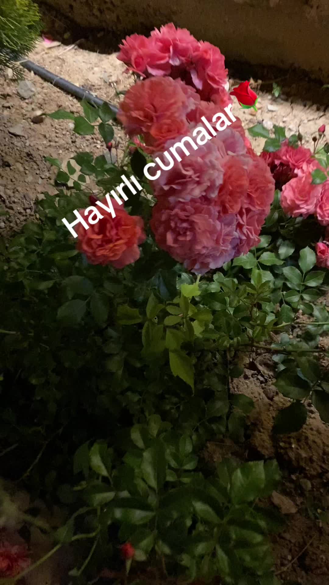 @(((___🌹🧿&hearts;️___))