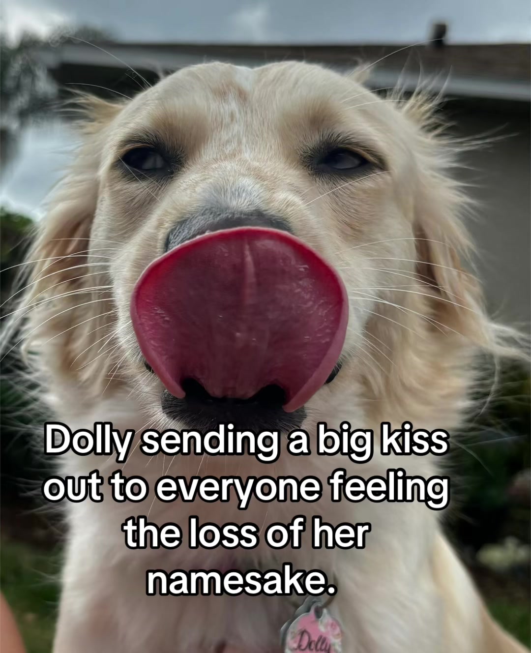 @hankanddollyrescuedogs