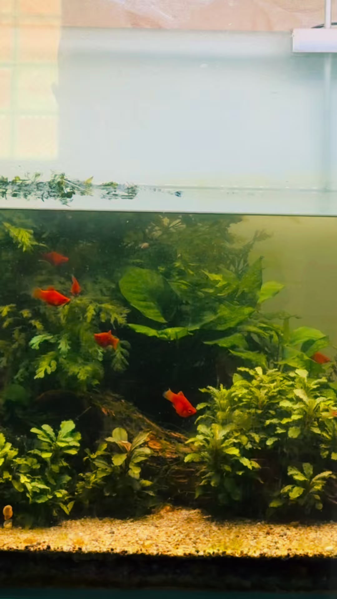@Aquamandu-Nepal