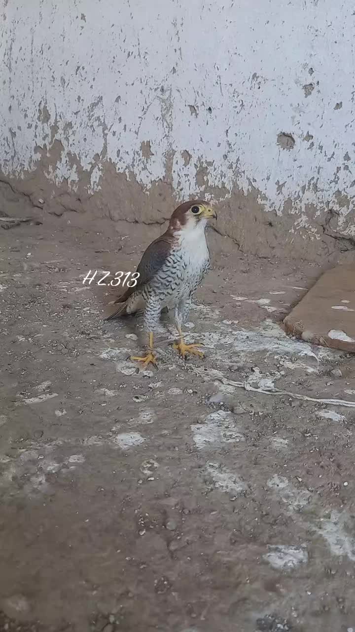 @🦅Hunter Zehri🪶