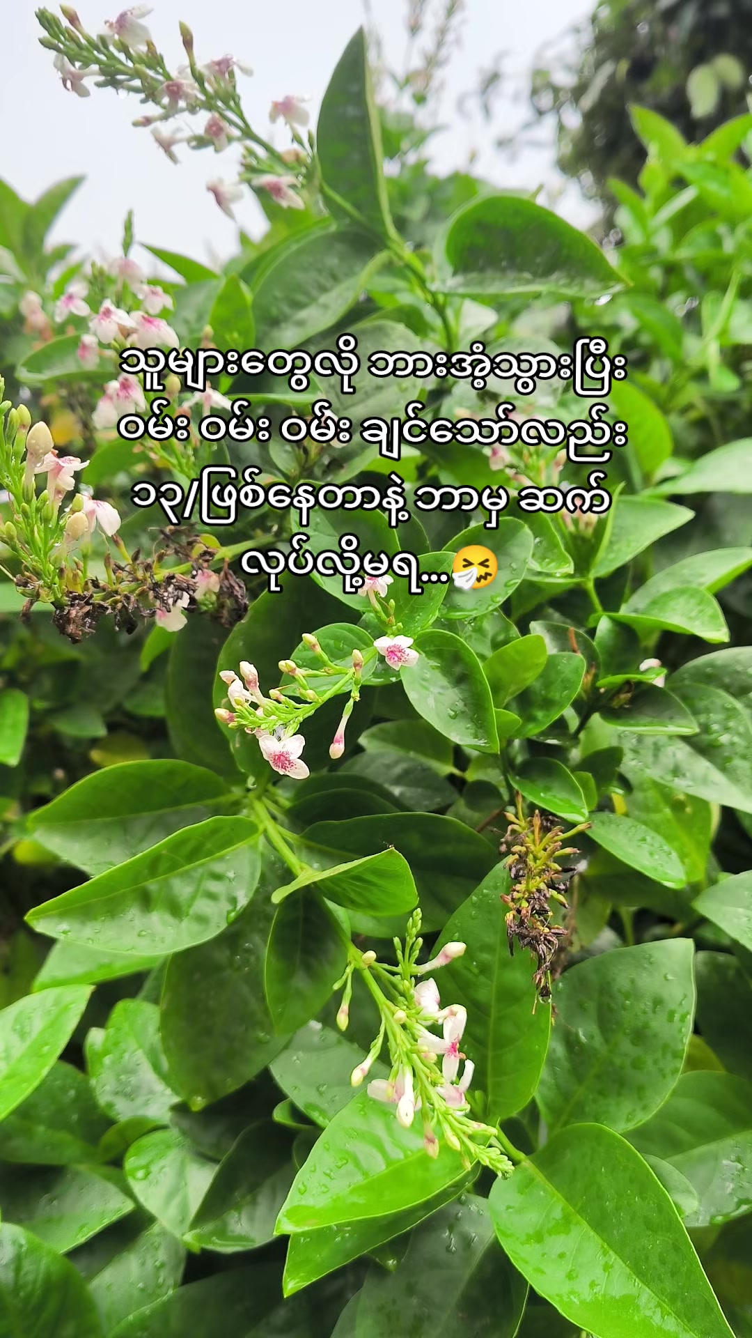 @🍃အမ်"Bi🍀
