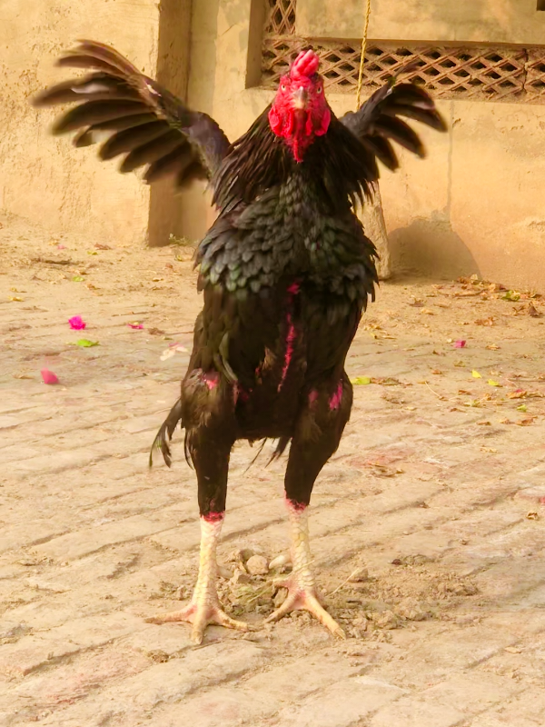 @Ali Nahra