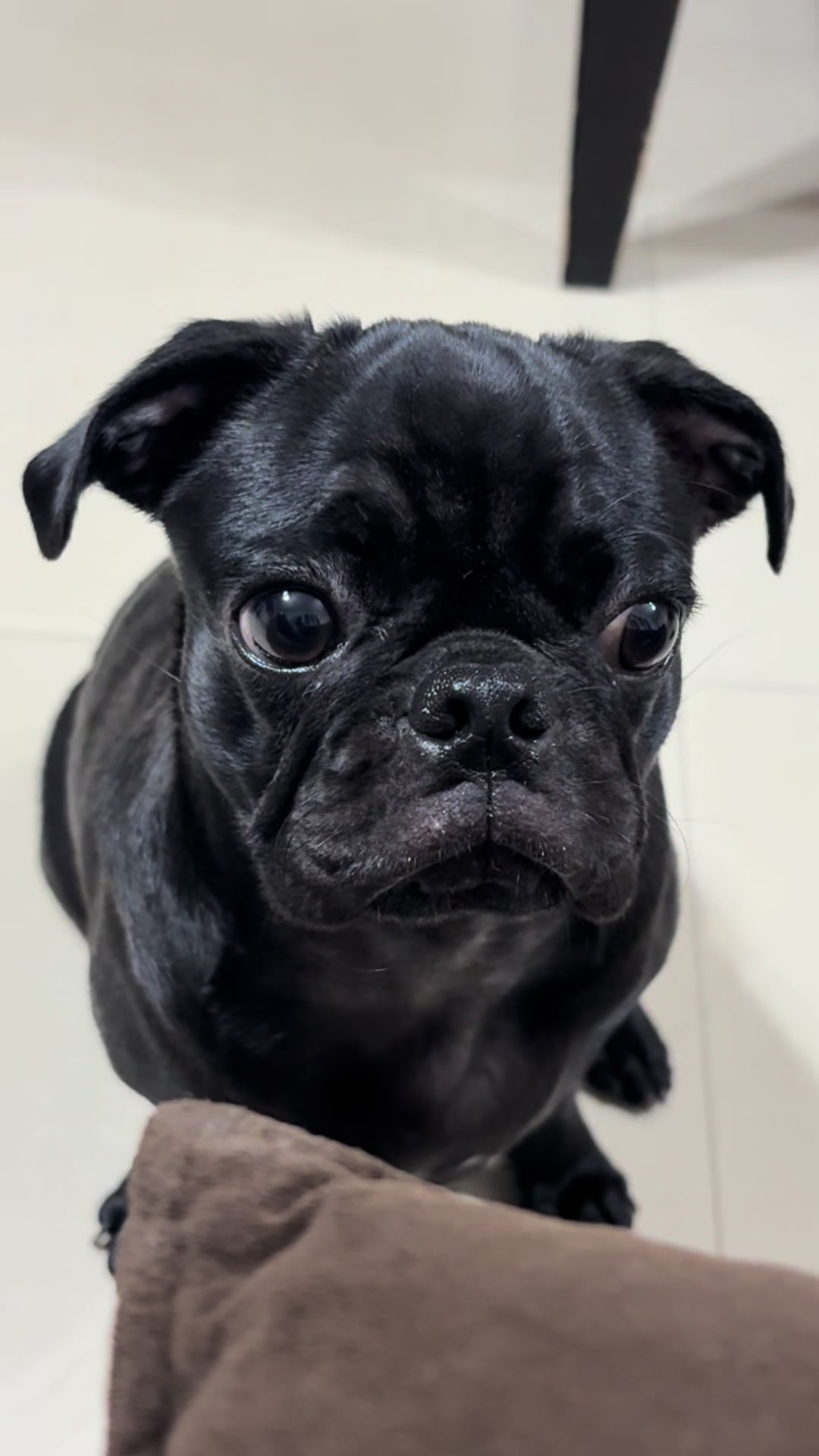 @BRUNNA PUG | PET LIFESTYLE 🐾