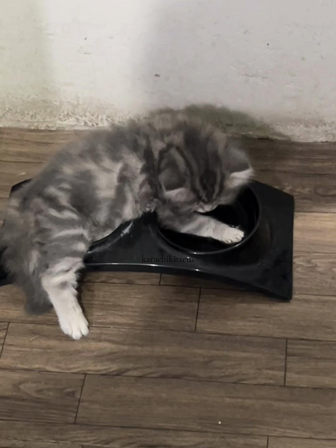@karachikittens