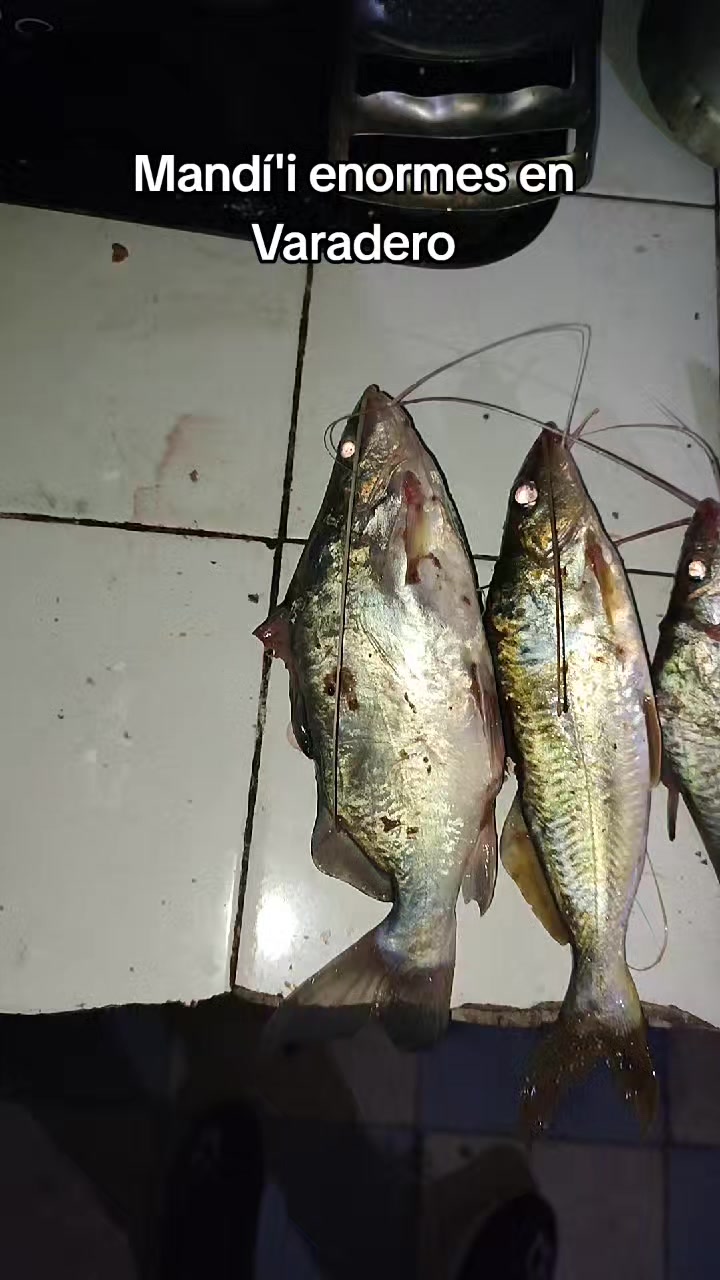 @AnzuelerosPy 🇳🇱🎣