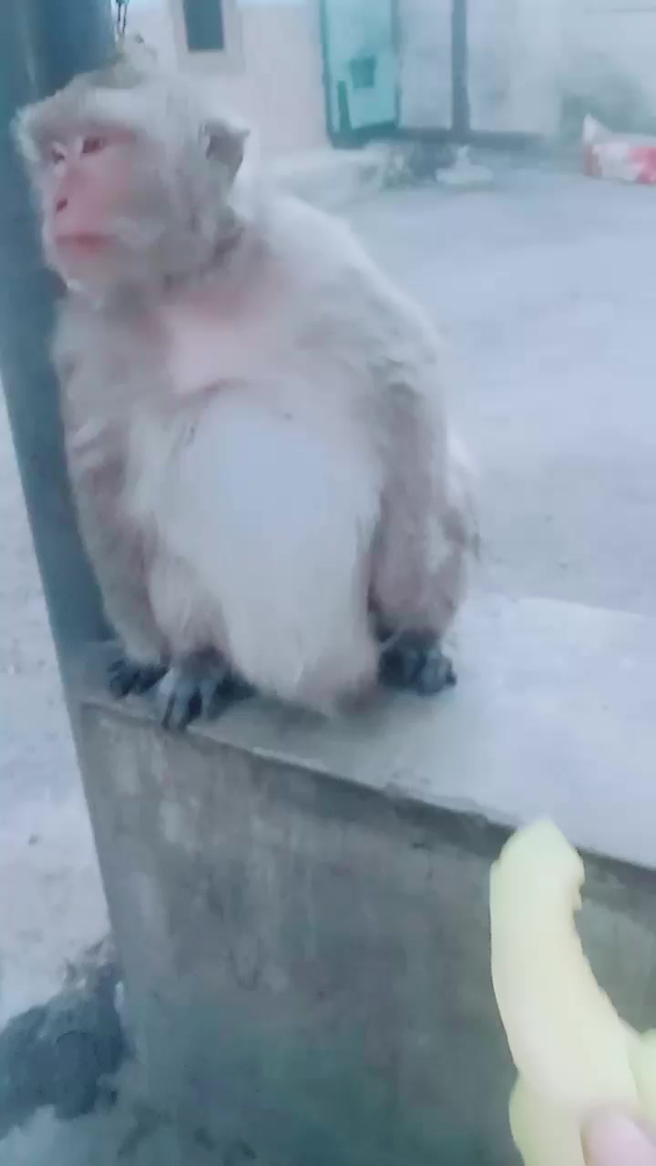 @SAHABAT SI MOMO
