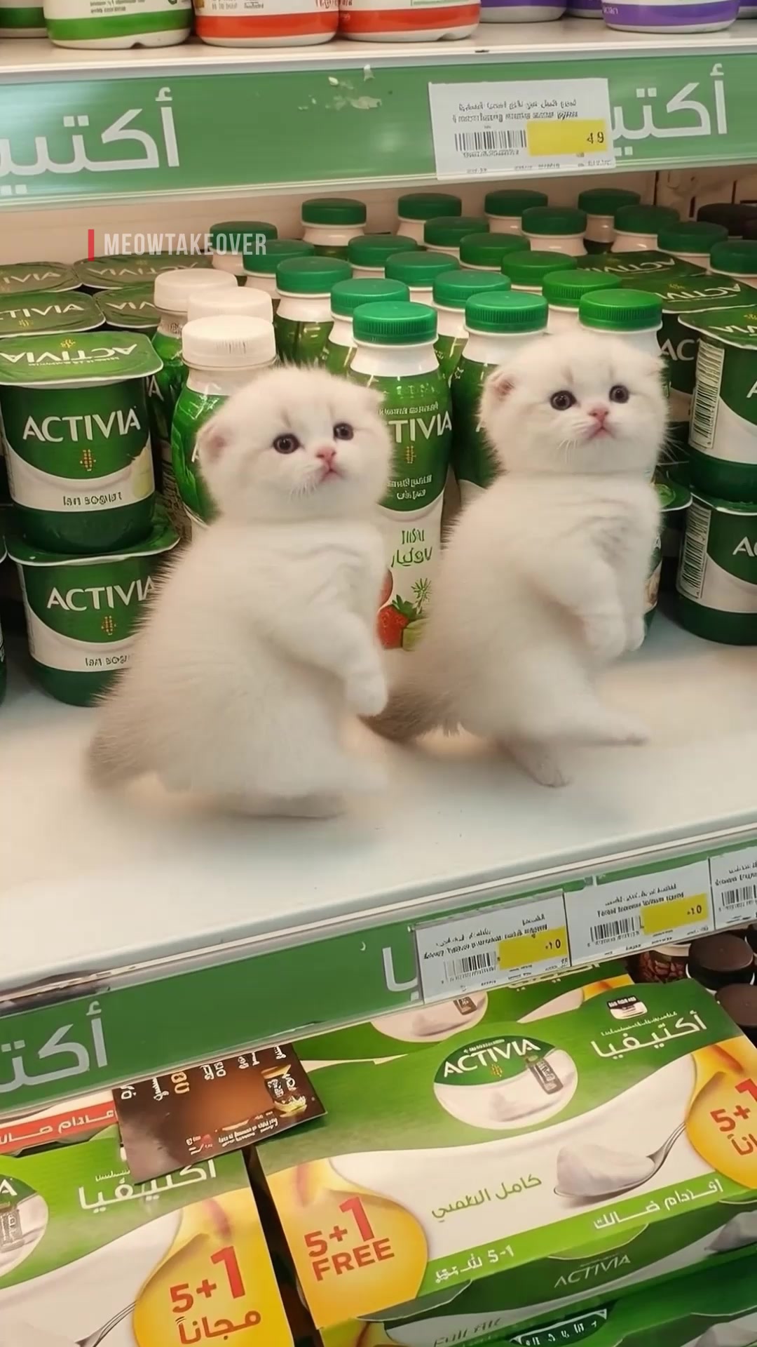 @meowtakeover