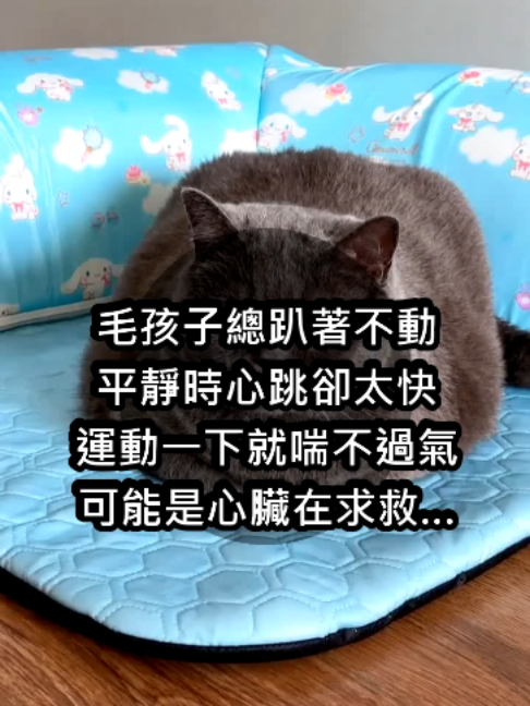 @catology