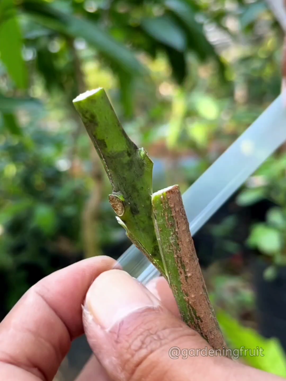 @GardeningFruits