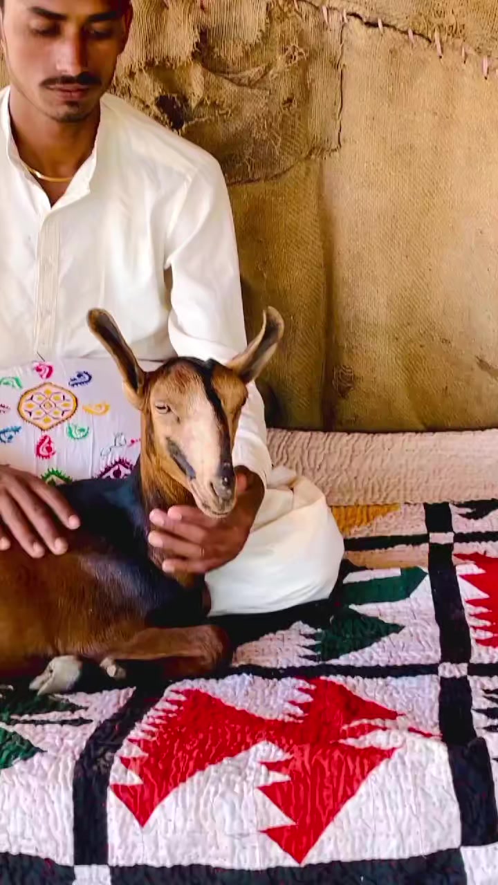 @✨.زاهد سولنگي واپاري. 🐐