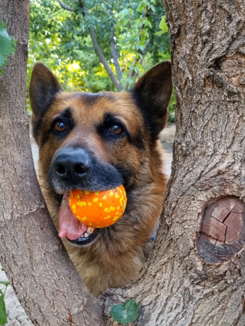 @germansheperd.Rexi