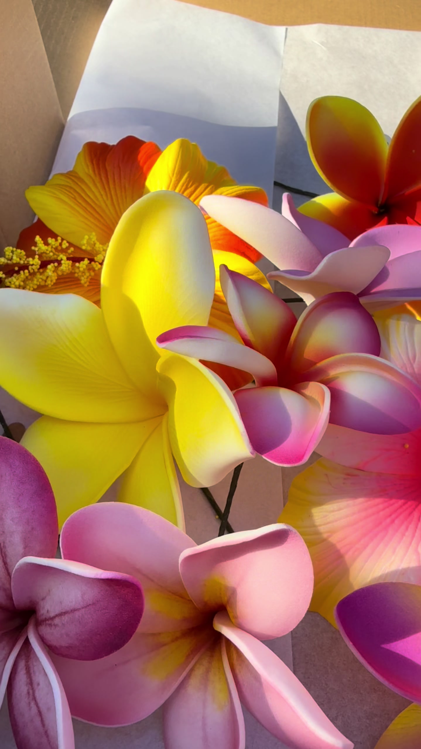 @Island Aesthetica 🌺 Pasifika
