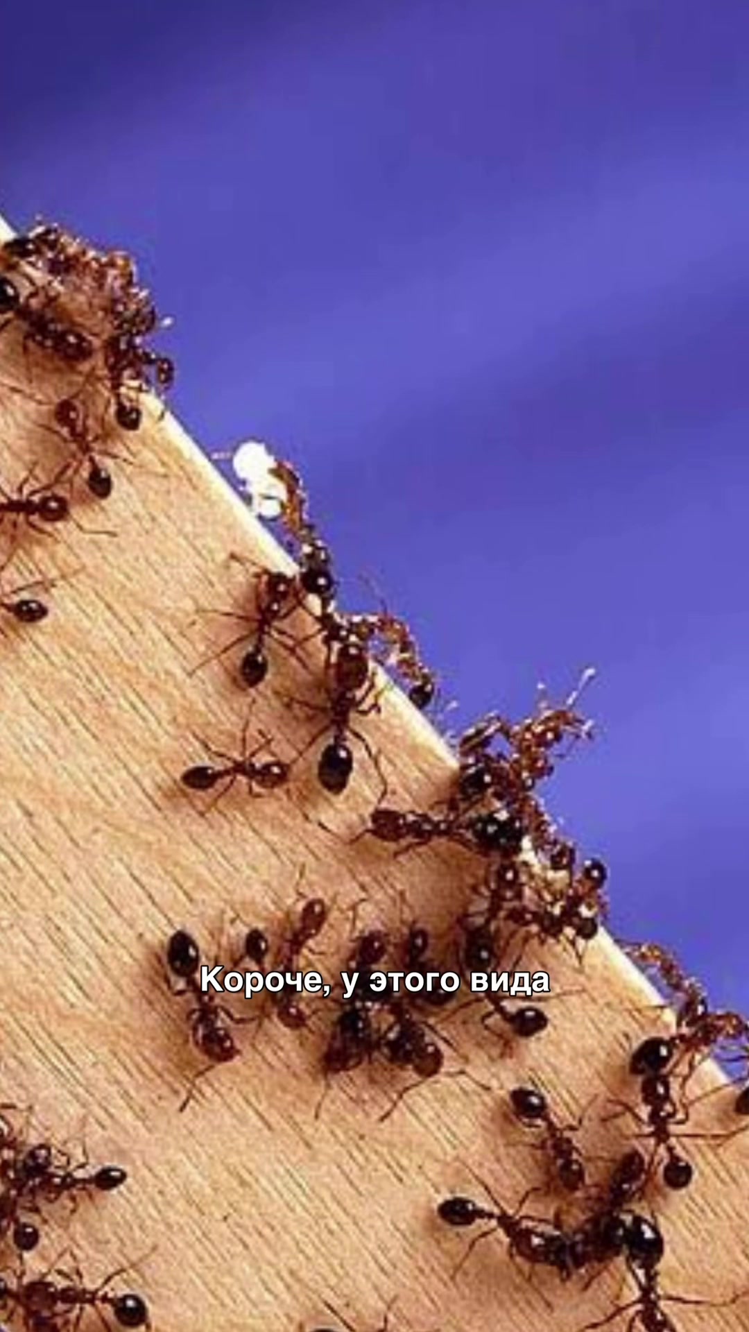 @тгк кружок всратых интересов
