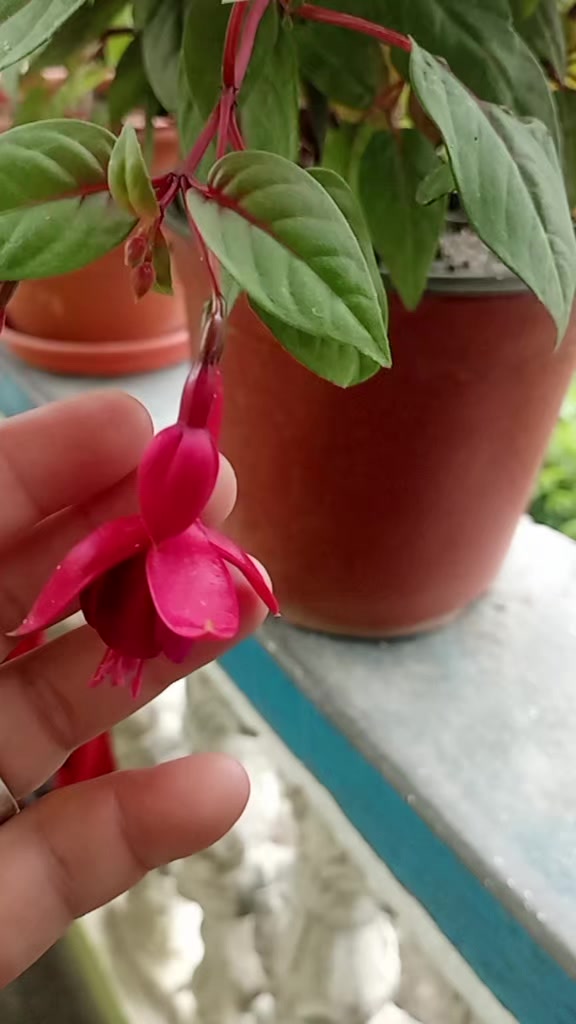 @kalimaya_, Tamang