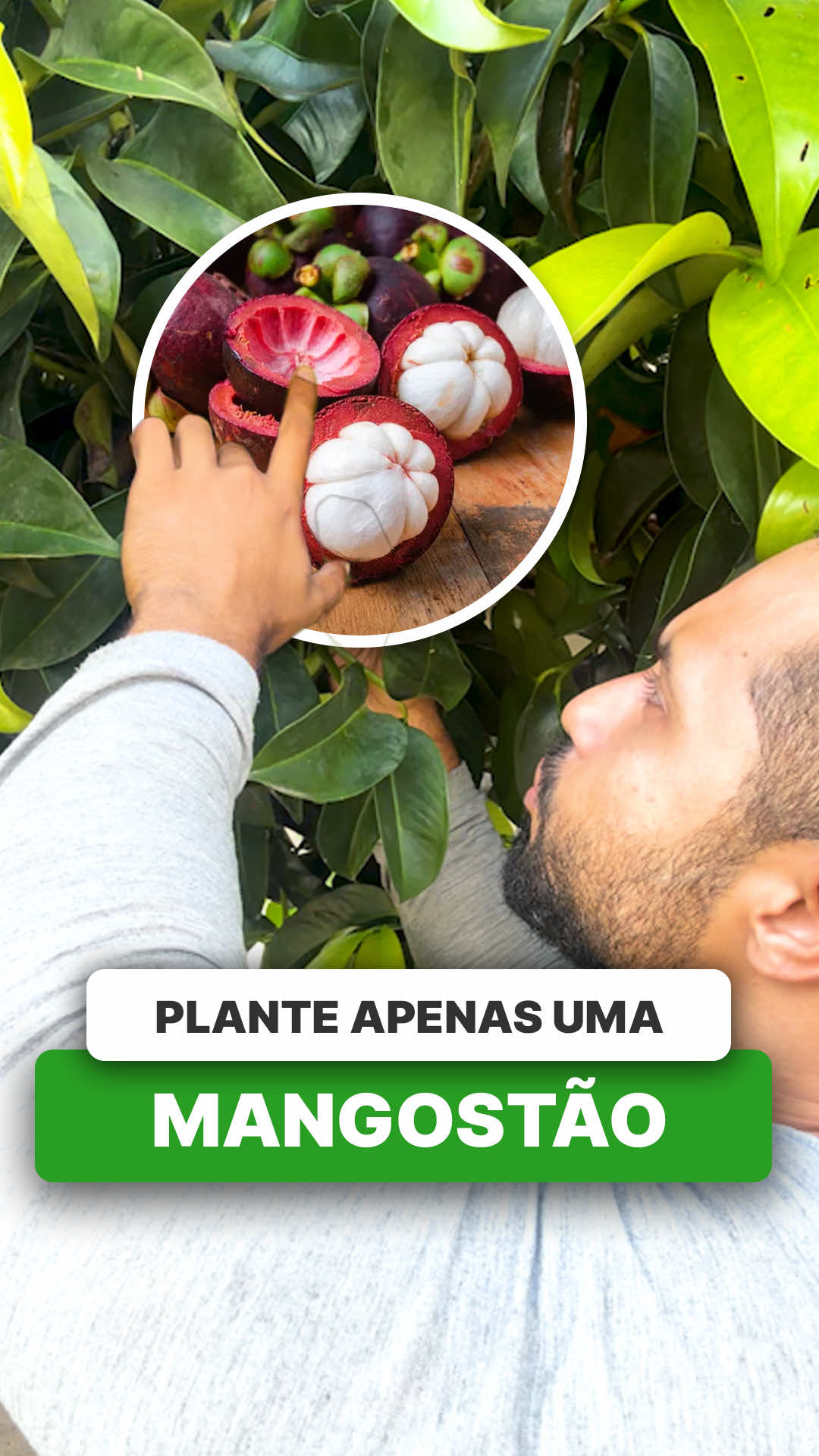 @ViveiroProMudas