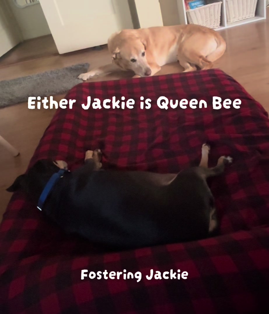 @LittleDog&Bogie