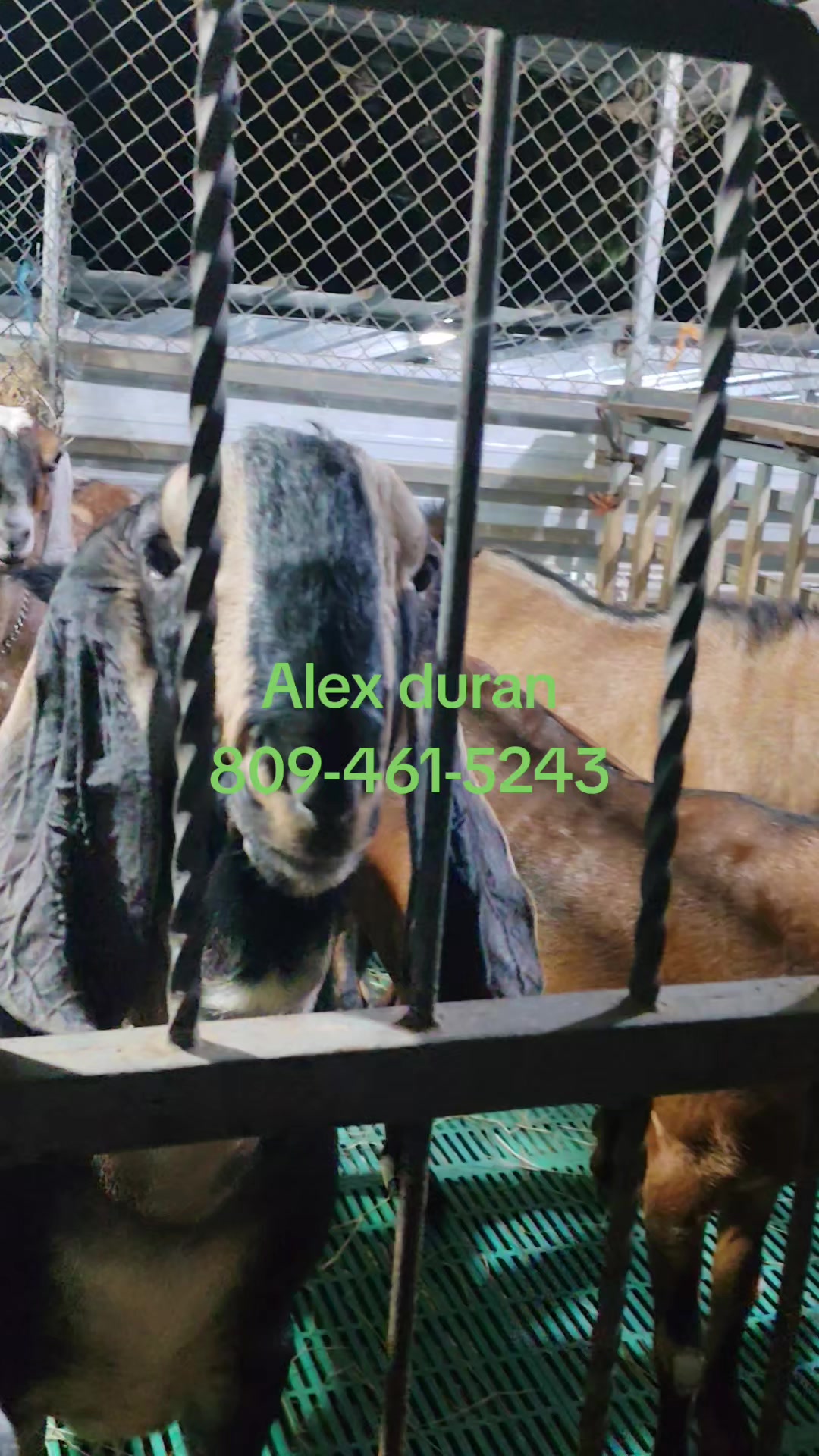 @alexduran7558