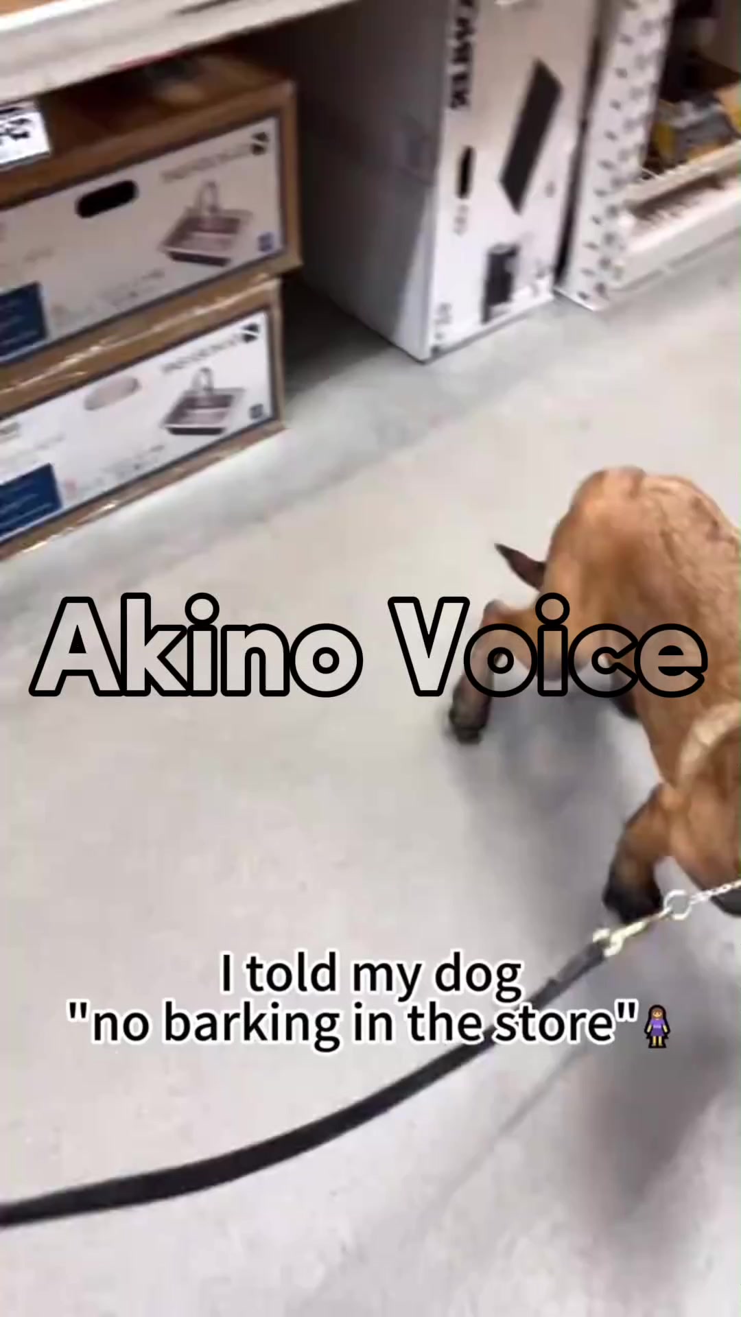 @Akino Shenji