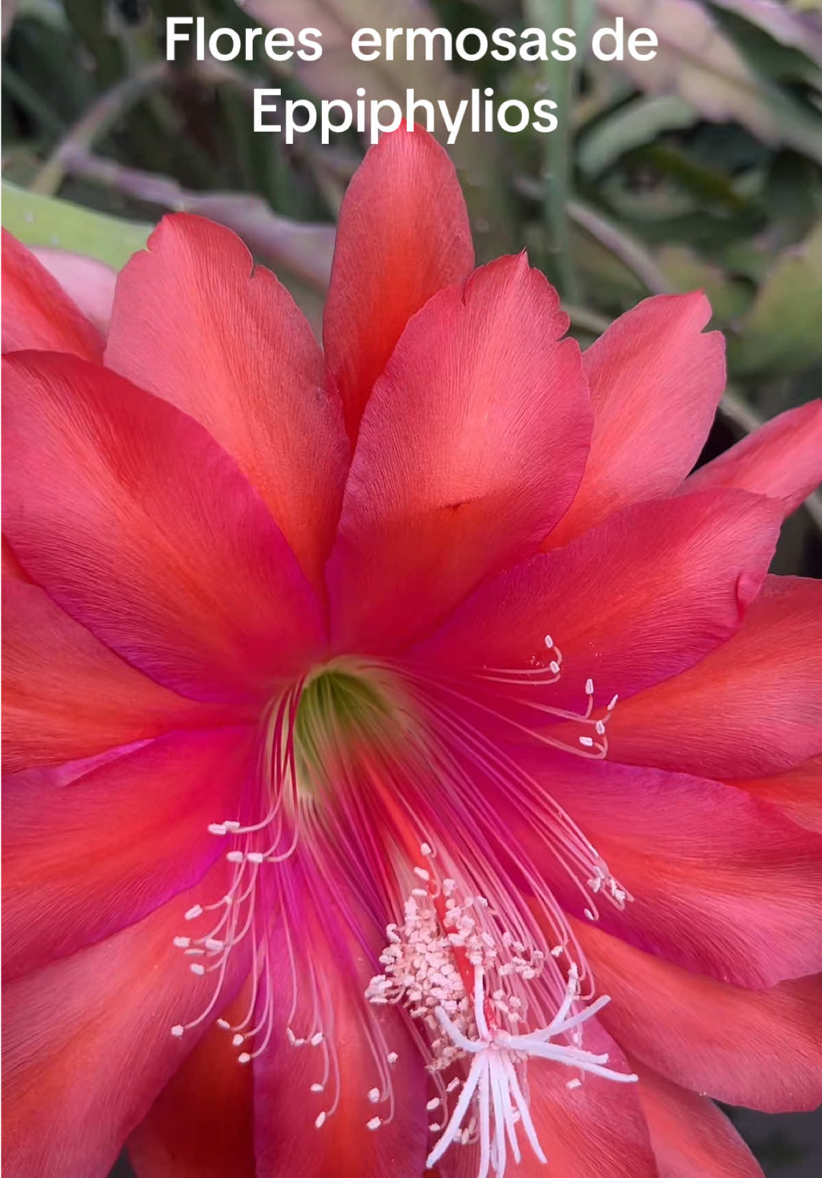 @Maria succulents 🕊️🐚
