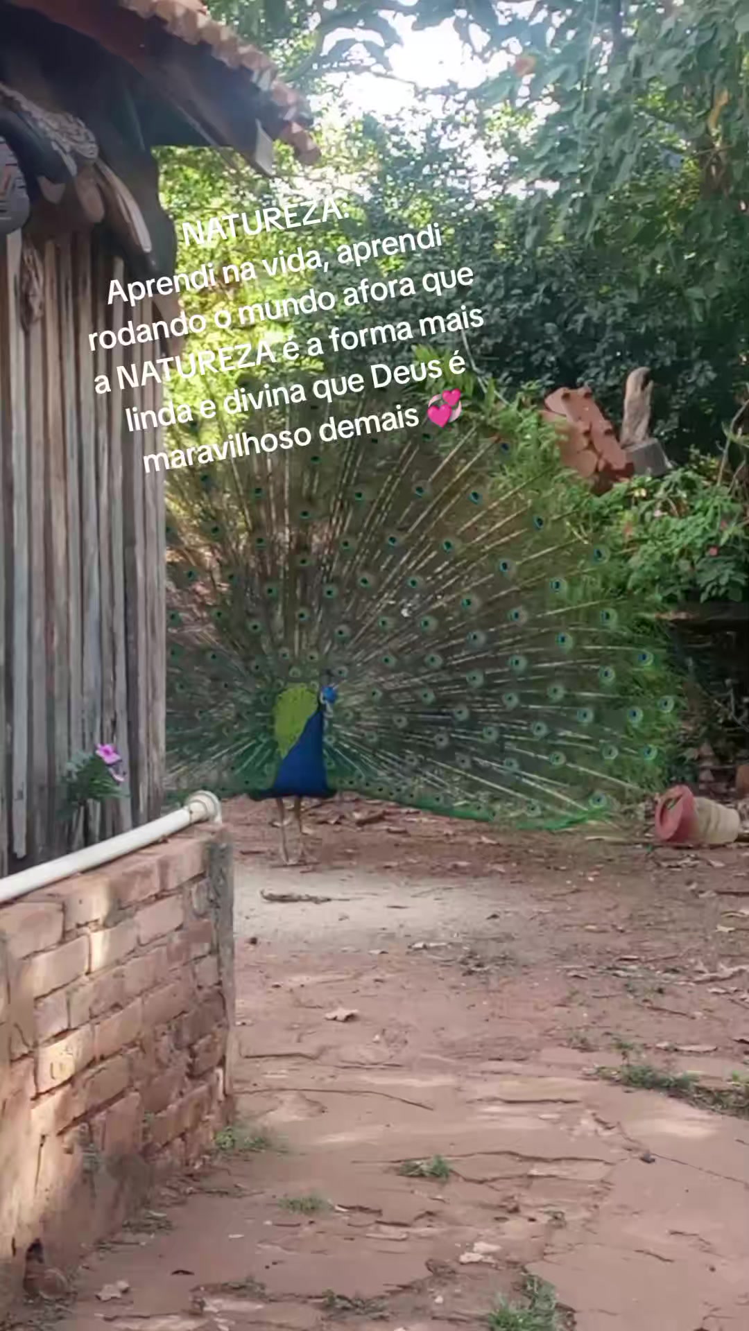 @jcjorgechavesal