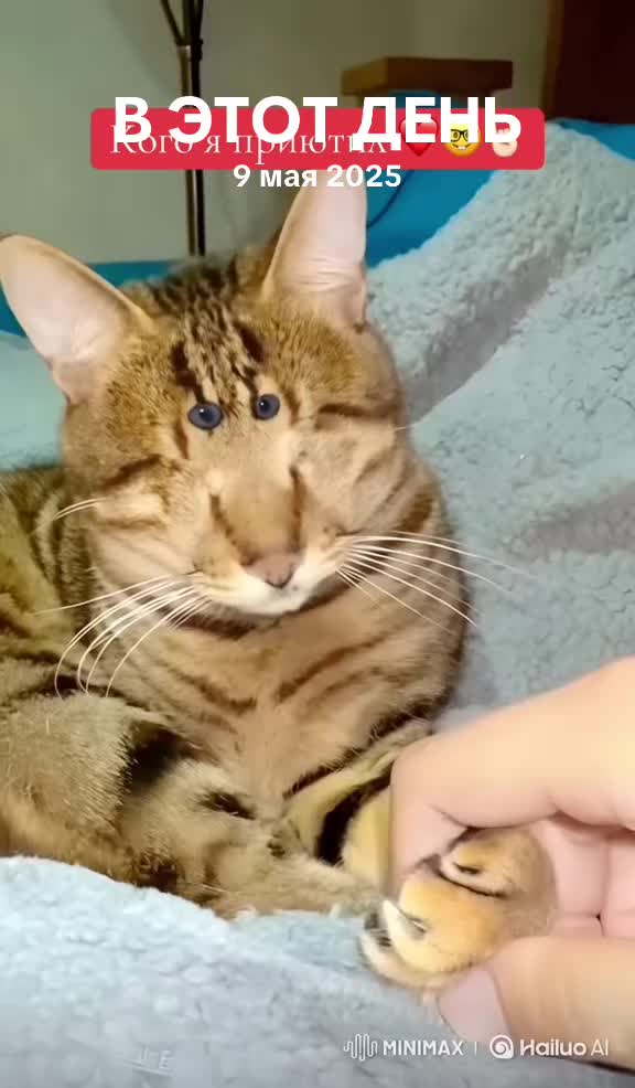 @lolcat