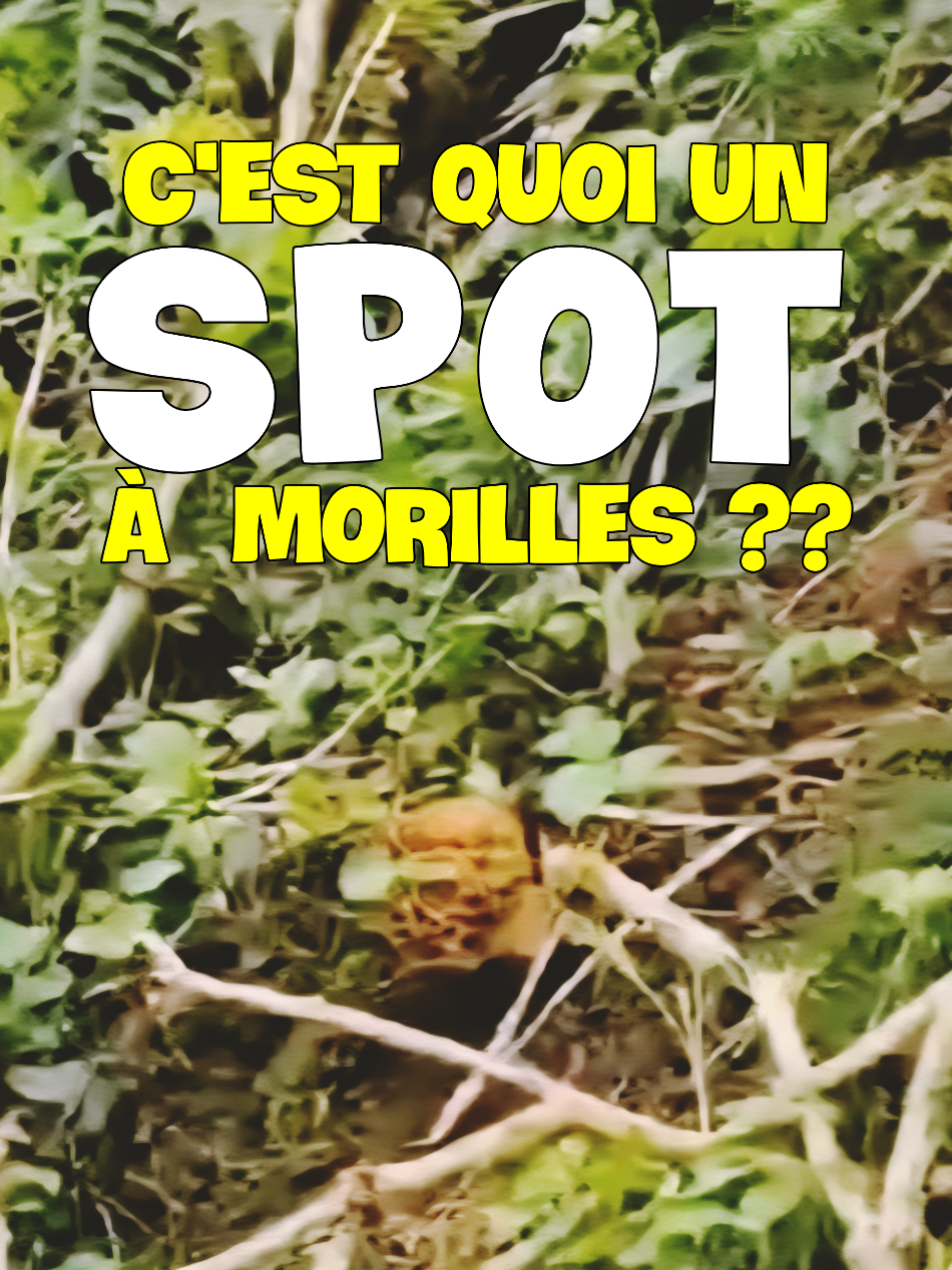 @Dan 🍄&zwj;🟫 Le Champologue