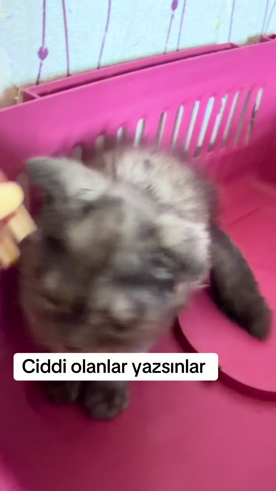 @animals_777