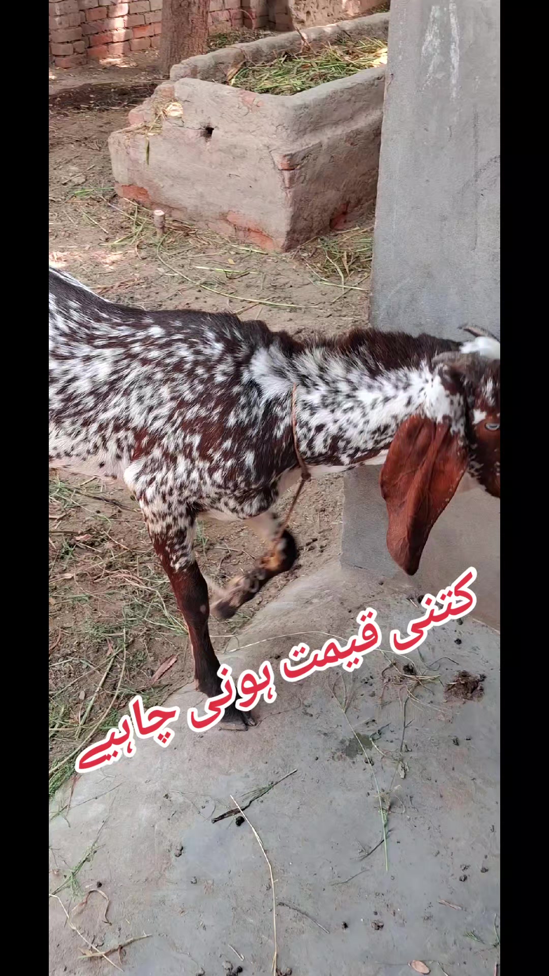 @مھر حسنین سیال