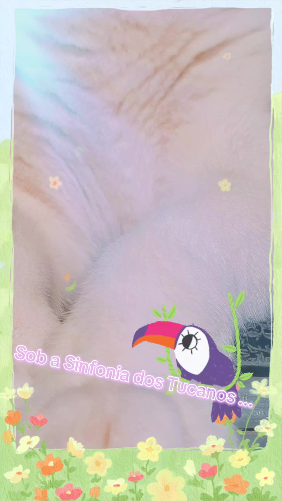 @gato.JIMMY.cat