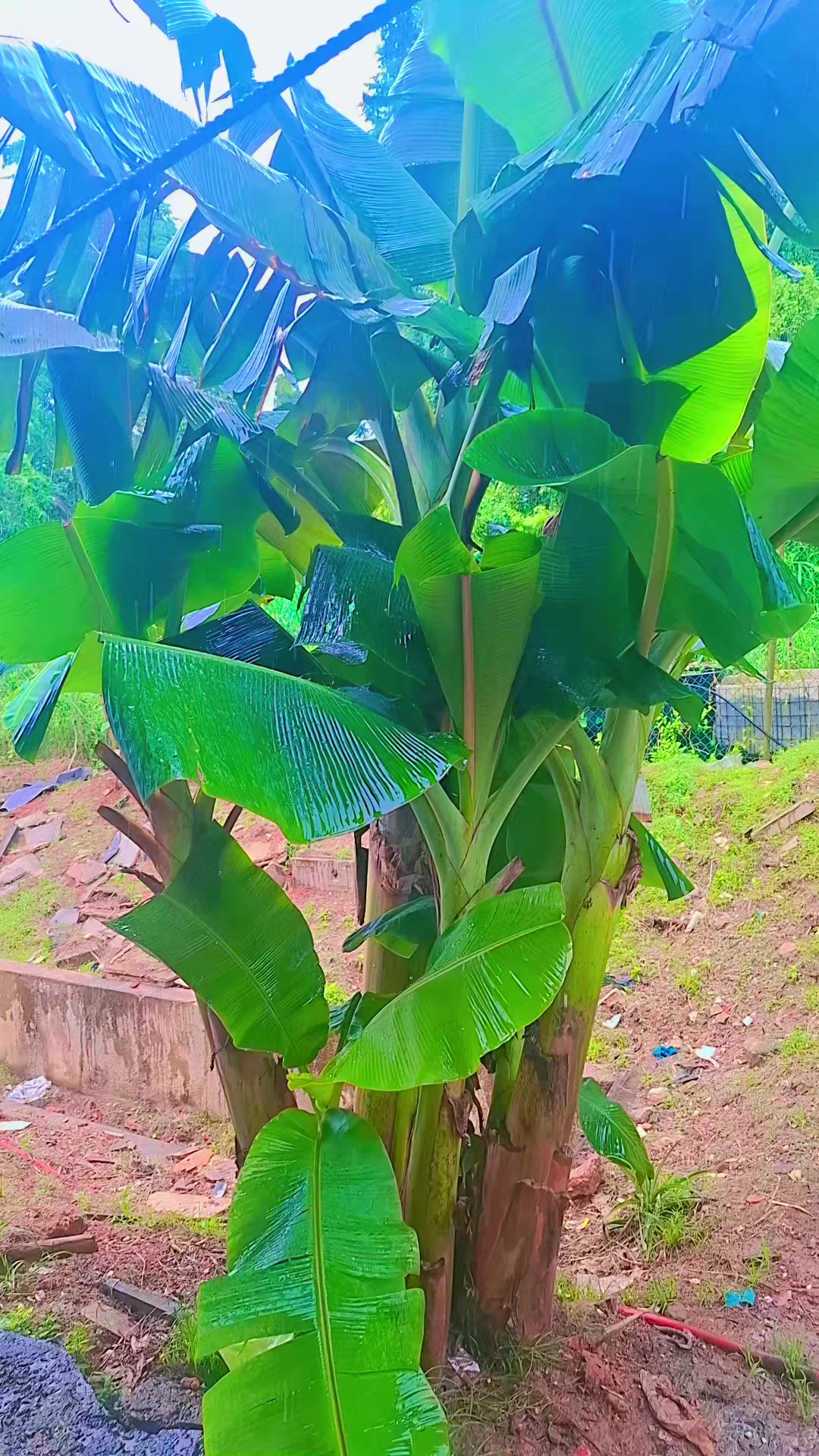 @பட்டுகோட்டை பழனி
