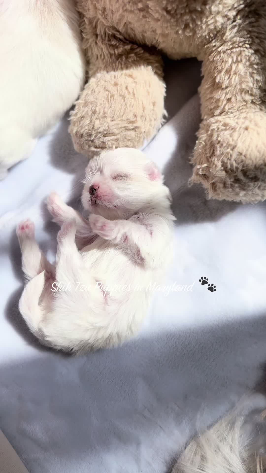 @Shih Tzu Puppies in Maryland