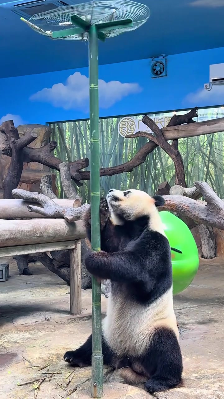 @熊猫妹珠🐼