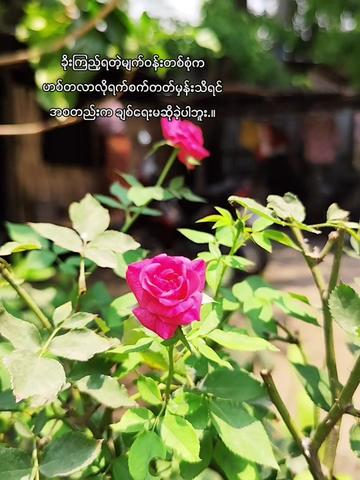 @၈/အညာသားလက်ဇီ