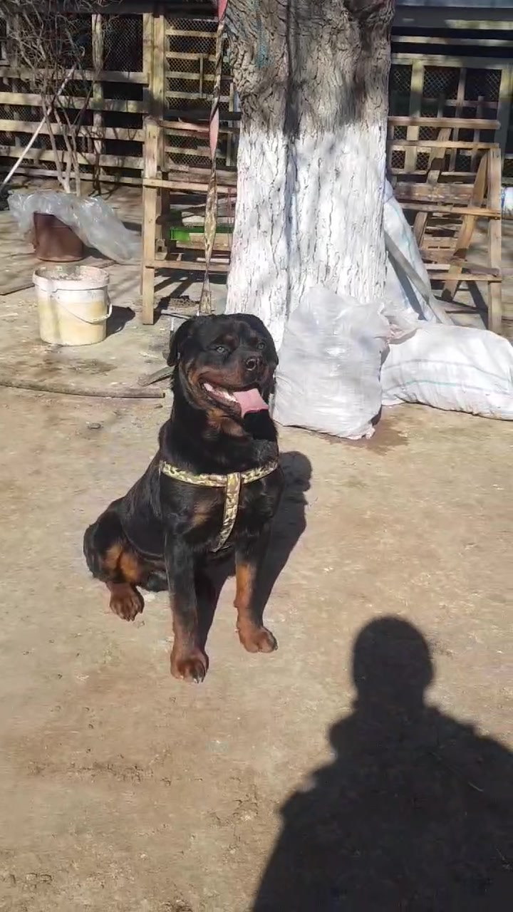 @RottweilerBaku