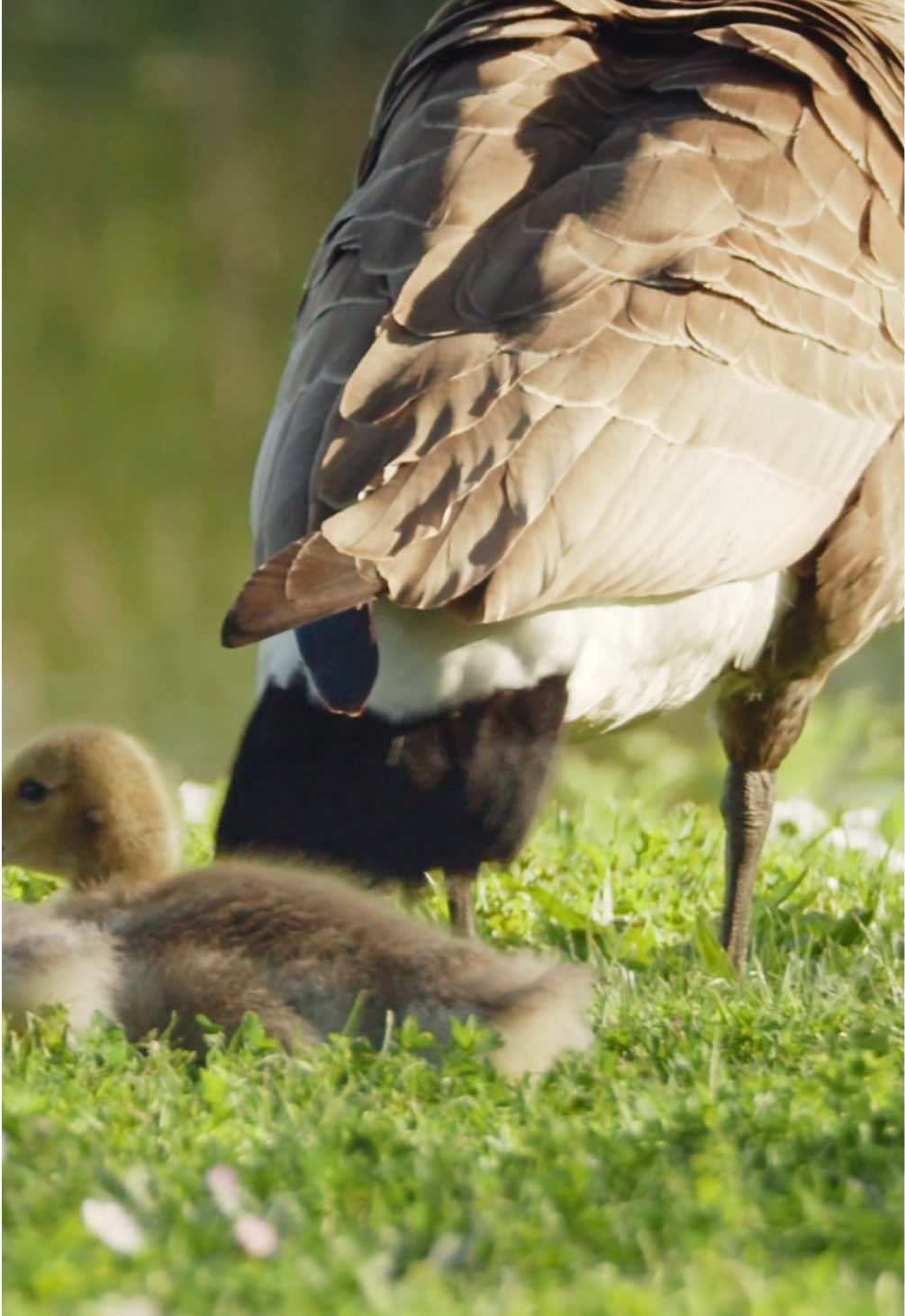@Kai Meyer | Wildlife Filmmaker