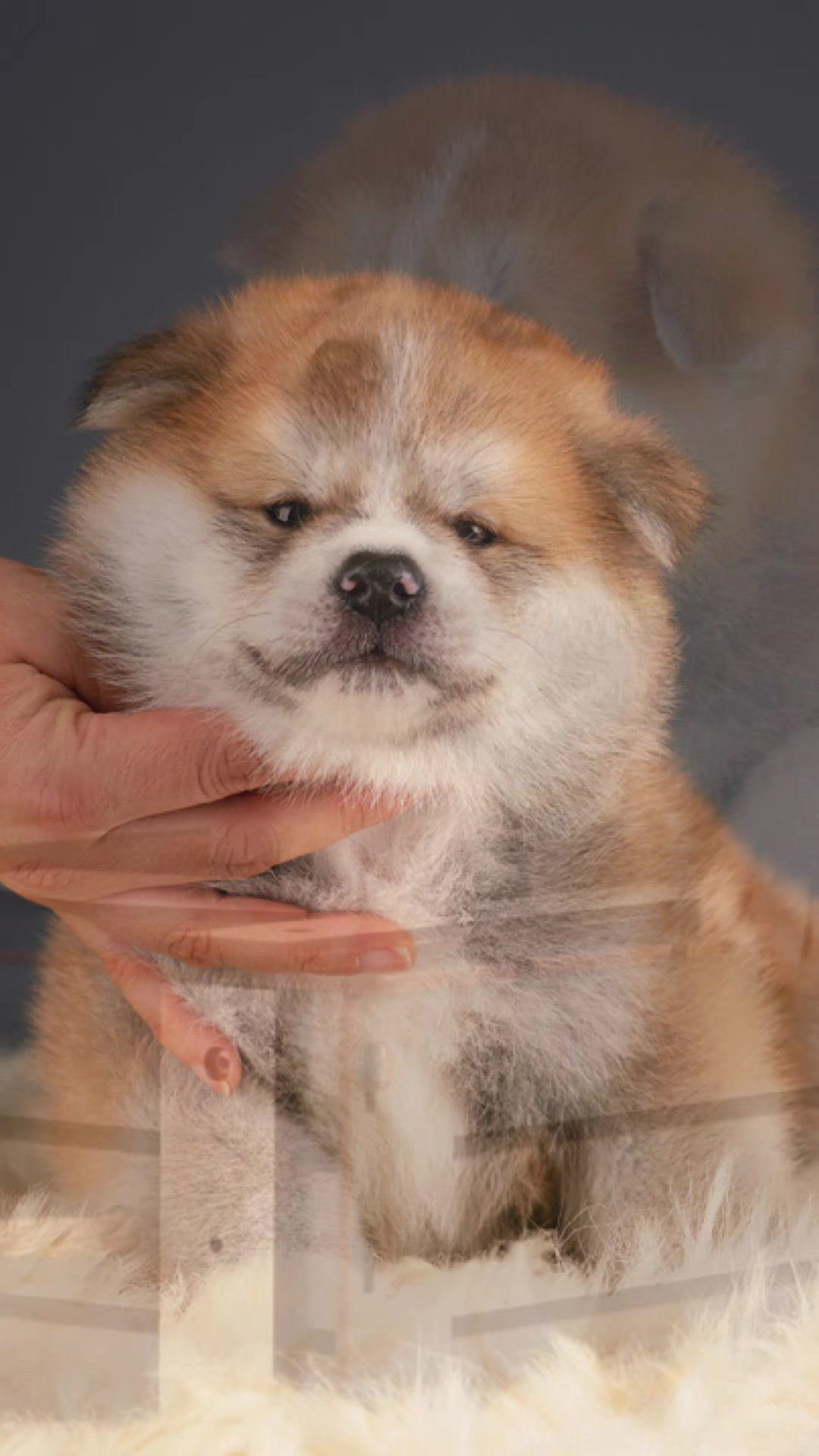@oh_myakita